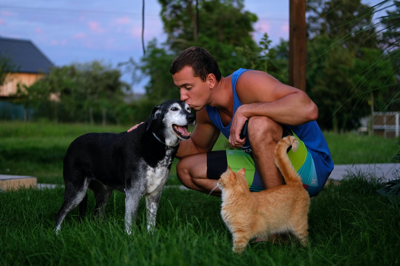 PETS - BEST AND HEALTHY PET FOOD: DOG AND CAT