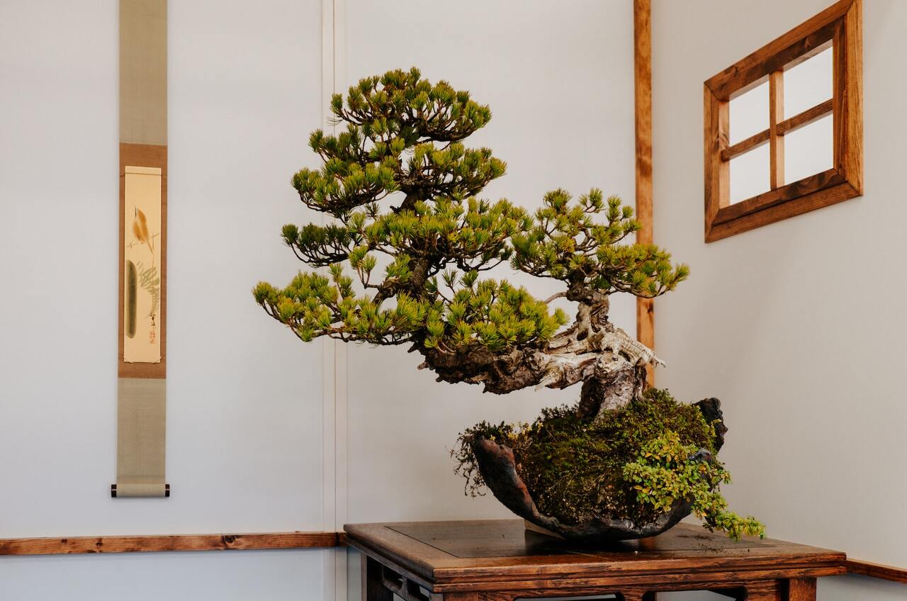 BONSAI TREES I JUNIPER I PLANTS - GIFT IDEAS