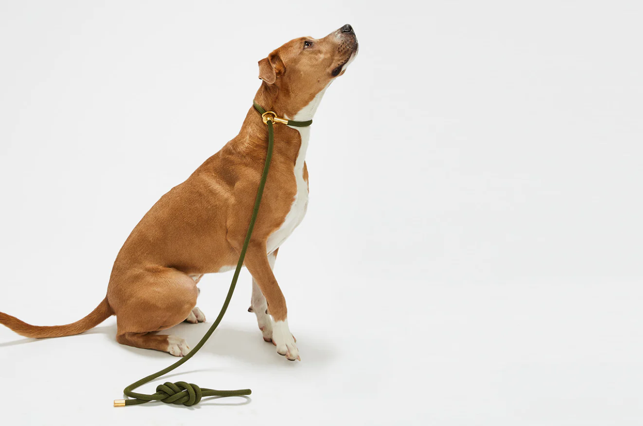 Image From: Bubble and Spike l Best Dog Leash