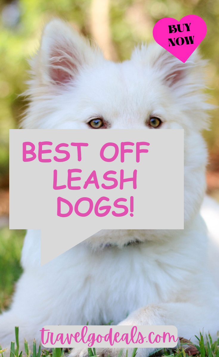 Best Off Leash Dogs