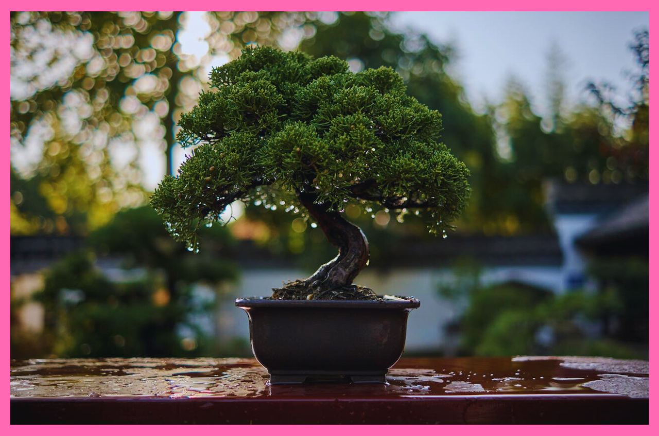 Home & Garden l Home Decor - Juniper Bonsai for Indoor