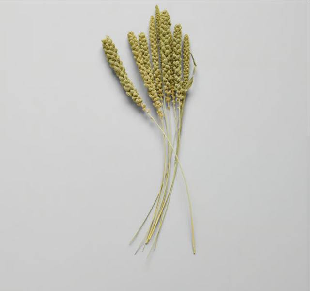 Dried Spray Millet