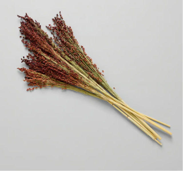Dried Red Broom Corn