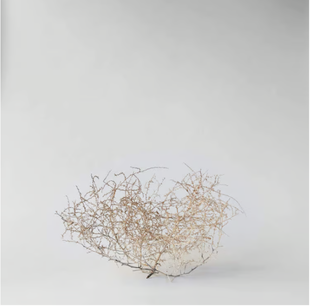 Dried Tumbleweed
