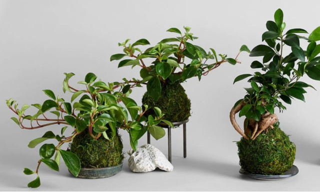 Image From Bloomist.com - Kokedama an Ancient form of Japanese Bonsai - Home Office Decor - Scandinavian-Inspired