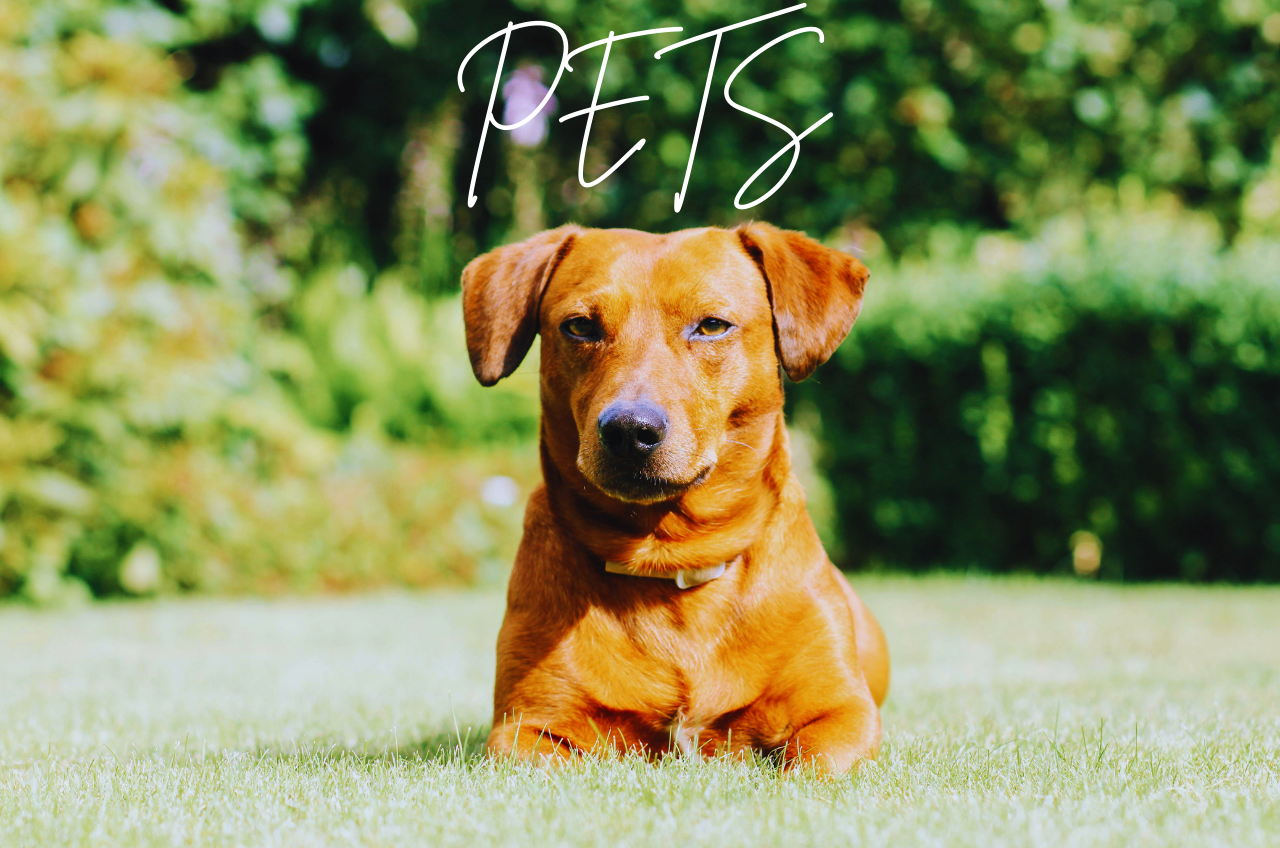 PETS: Healthy Food / Pets Supplies / Dog Training - USA